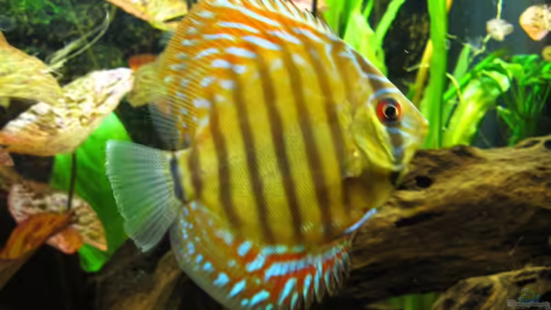 Der König unter den Königen - Der Symphysodon aequifasciatus / Diskusfisch