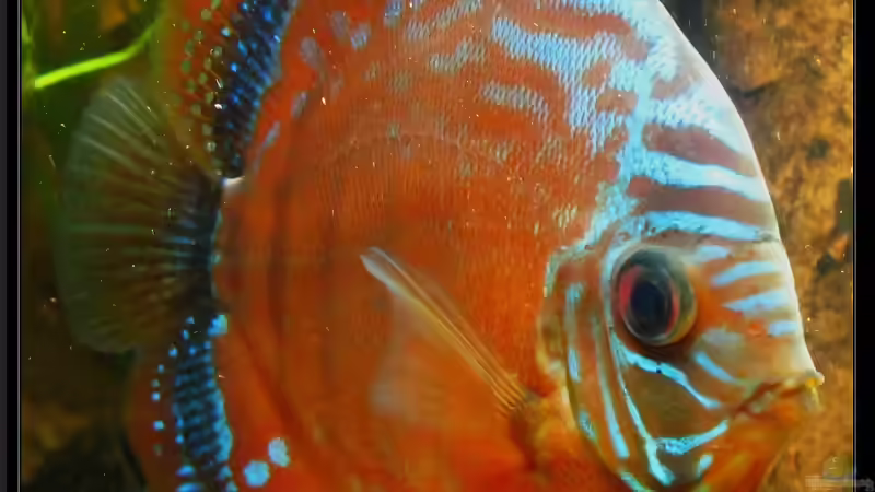 Der König unter den Königen - Der Symphysodon aequifasciatus / Diskusfisch