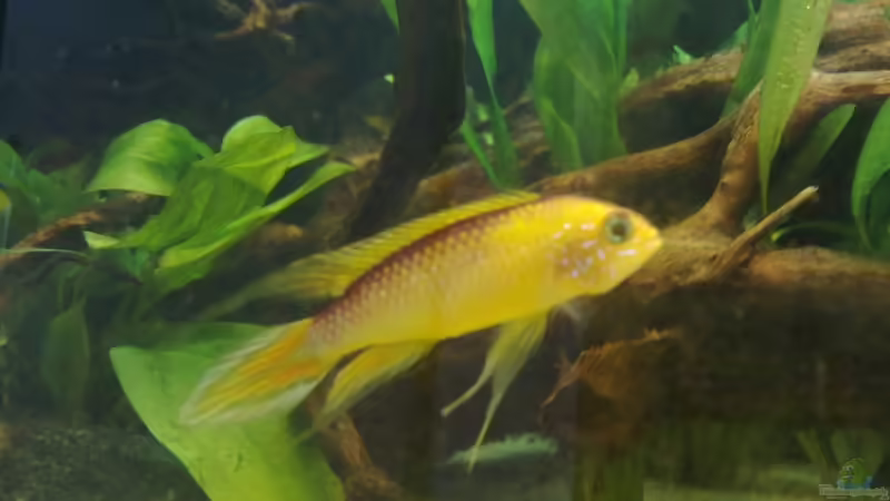 Der König von Koehler (42)