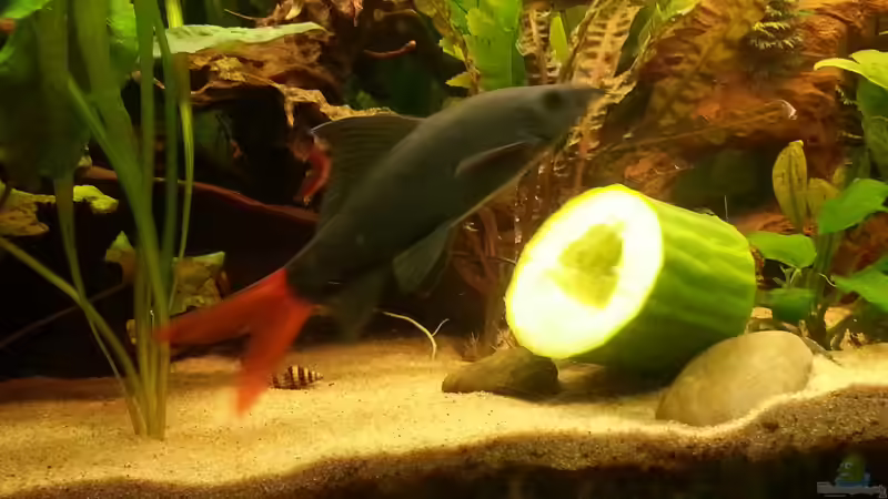 Der König von Zohan (26)