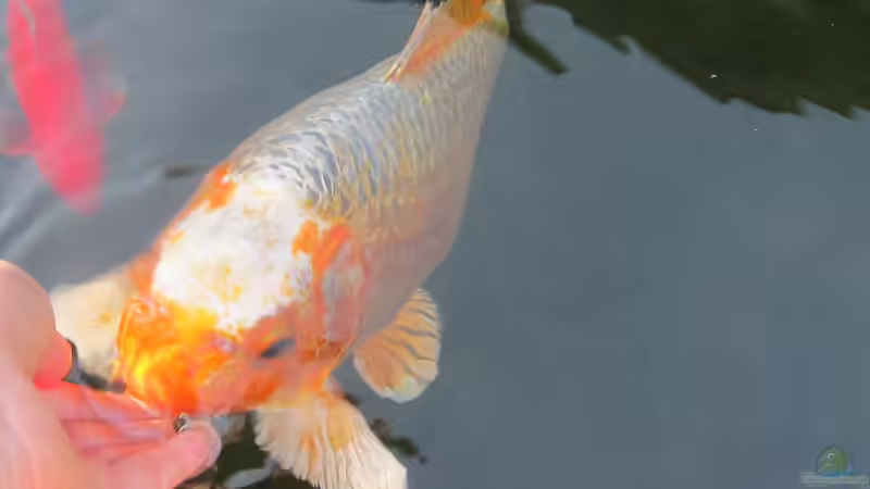 Der Koi frisst aus der Hand von Lily (24)
