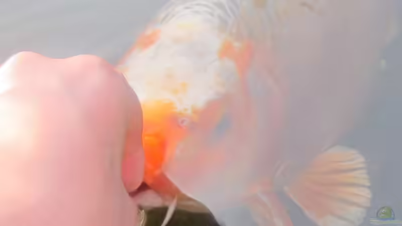 Der Koi frisst aus der Hand von Lily (25)