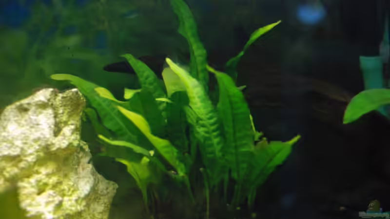 der kommt so langsam in die Gänge von Markus (3)