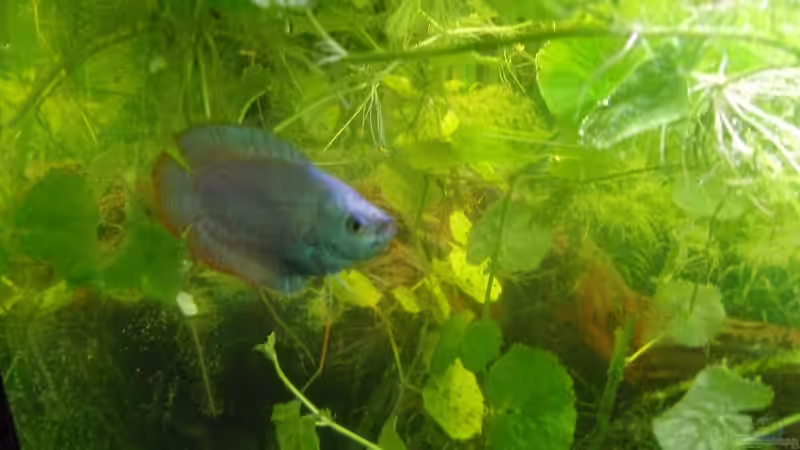 der Konrad von Specter (9)