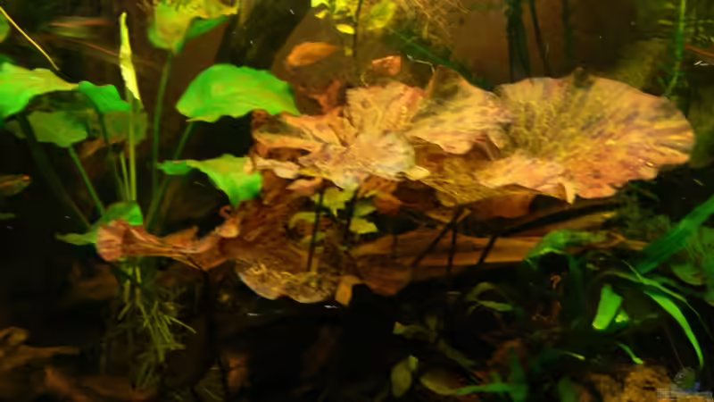 Der Kontrast der Blätter gefällt mir von René Leubecher (7)