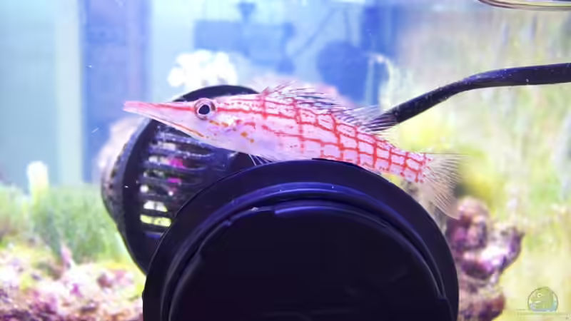 Der Korallenwächter (Asker) von Alper Alihsan (18)