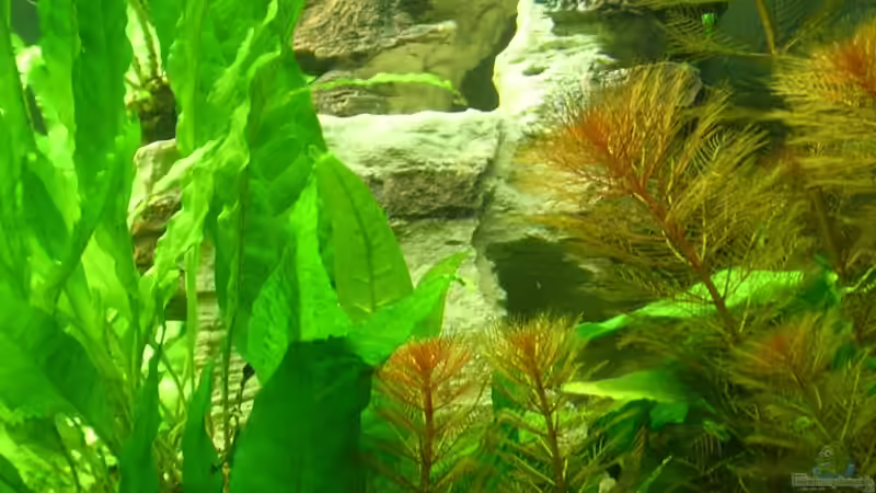 der künstliche Fels von Christian Grunwald (45)