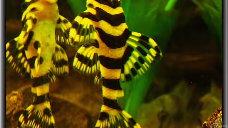 Der L 134 Tapajos Zebra !