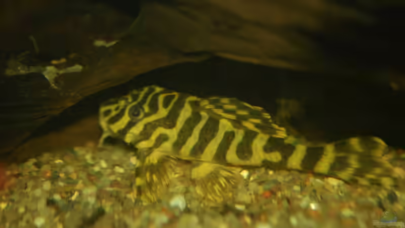 Der L333 von Mad_Marder (6)