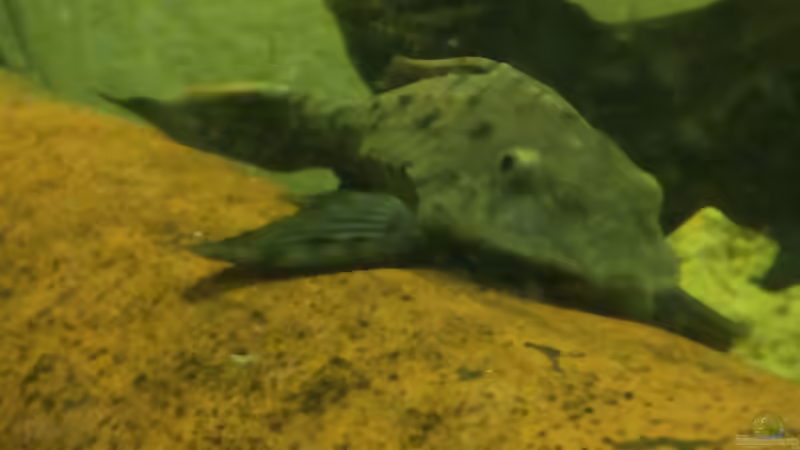 Pseudorinelepis genibarbis im Aquarium halten (Einrichtungsbeispiele für Rotbart Tannenzapfenwels)