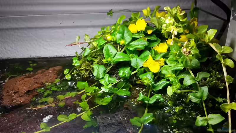 Der Landteil von Sven-0. (2)