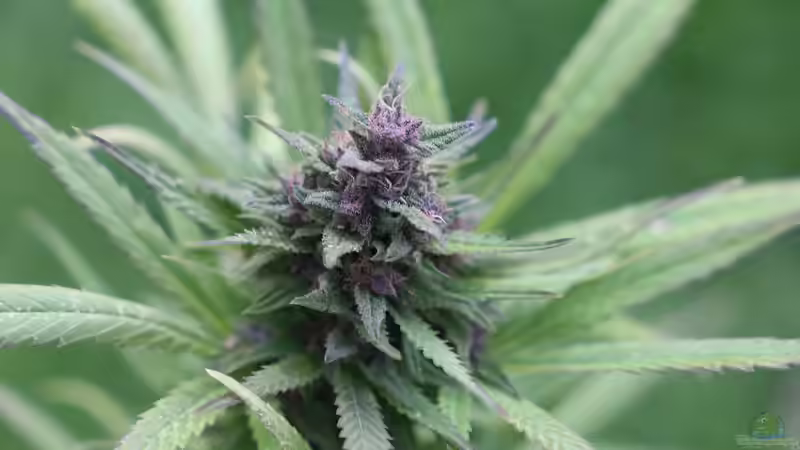 Der legale Anbau von Cannabis in Deutschland