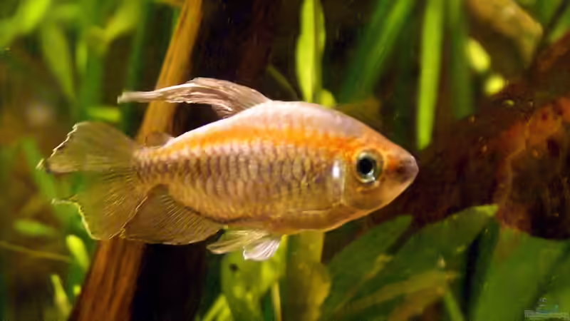 Der letzte seiner Art: Blauer Kongosalmler. von Andreas Brandt (27)