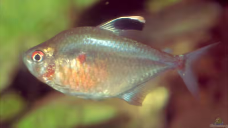 der letzte seiner Art von Matthias Schmidt (11)