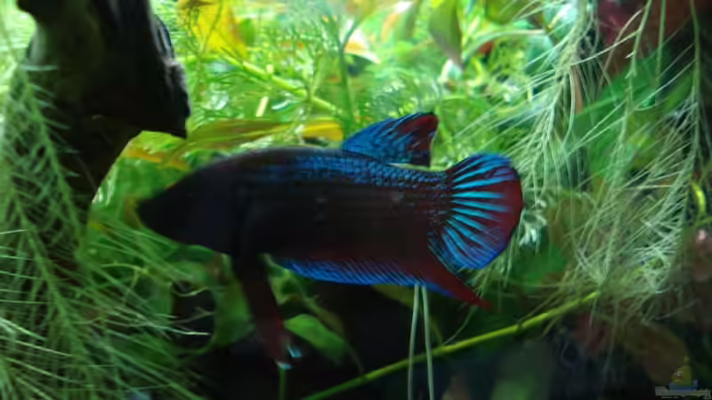 der leuchtet im Dunkeln^^ von Laura (25)