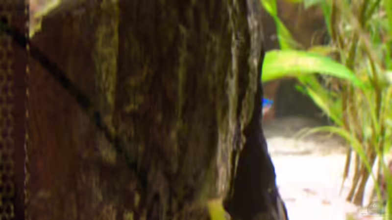 Der Lieblingsplatz meiner Welse von Natalie de Vries (17)