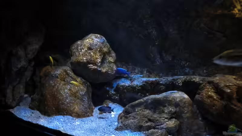 Der linke Beckenbereich von marxbre (20)