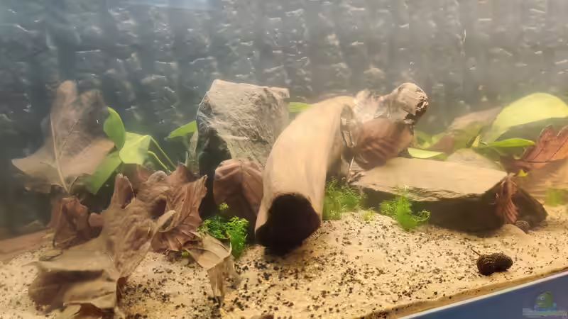 Der linke Block der Pflanzen zu Beginn von xpate (5)