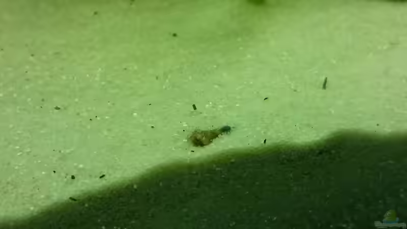 Der Linke Bratpfannenwels Mund und ein Auge ist zu erkennen von DennisTheMenis (22)