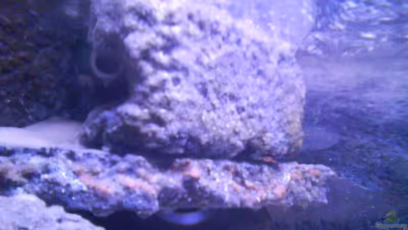 der linke filterausgang-2geteilt durch ein Y-stück und versteckt hinter einemkünstlichemstein von LaEy (45)