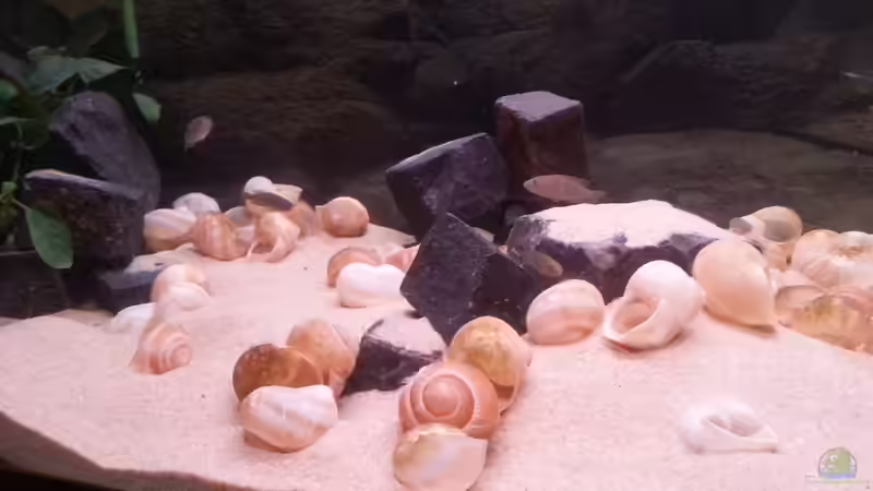 der linke mittlere Bereich von Daniel Kastner (11)