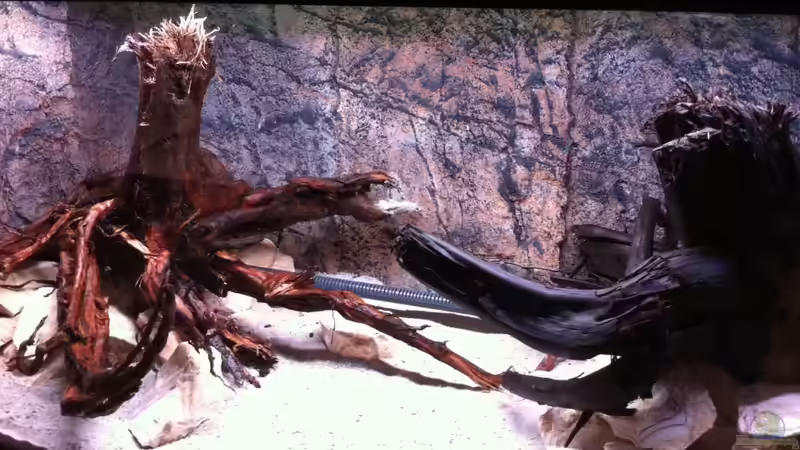 Der linke Schenkel von GGuardiaNN (58)