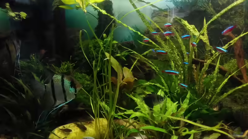 der linke Unterstand mit Mangroven - 3 Stck. mit Edelstahlschrauben verbunden von Grünhexe (149)