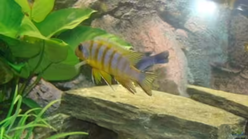 der long pelvic von malawi74 (30)