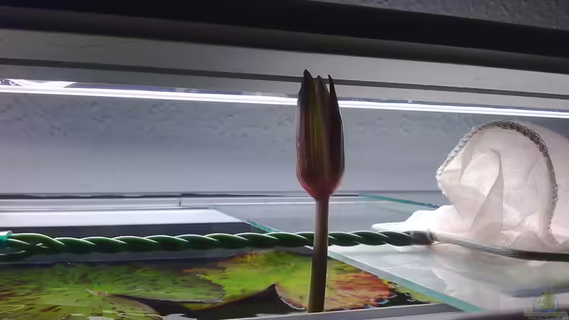 Der Lotus blüht von Heiko Bischof (10)