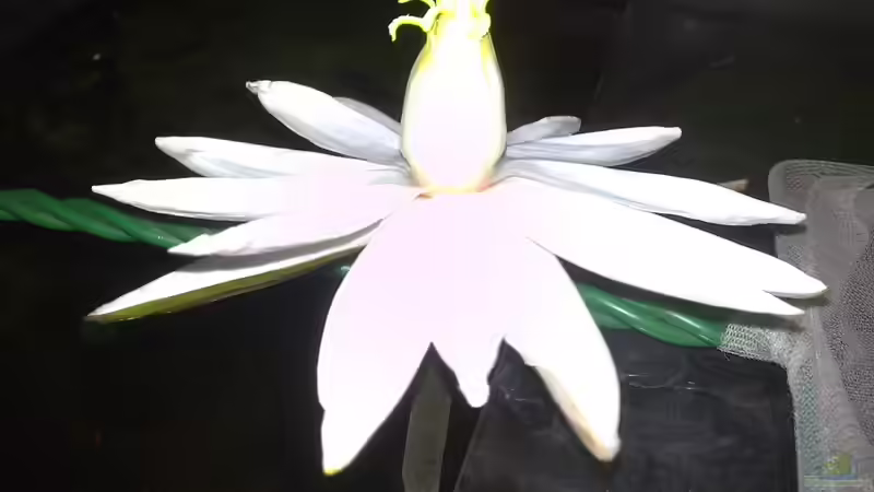 Der Lotus blüht von Heiko Bischof (12)