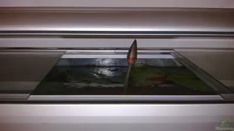 Der Lotus blüht von Heiko Bischof (8)