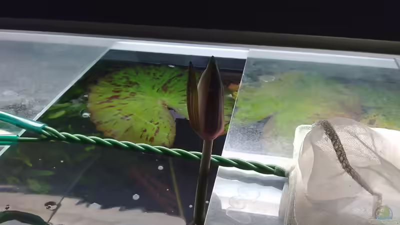 Der Lotus blüht von Heiko Bischof (9)