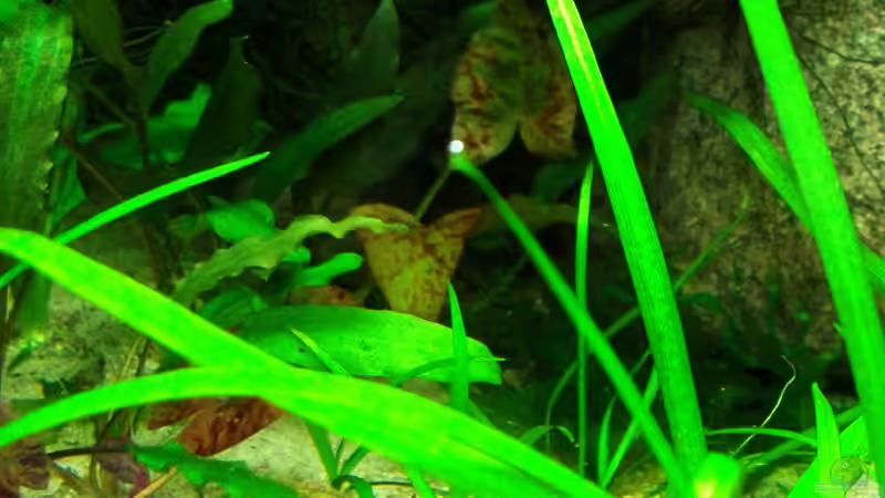 der Lotus von Mario74 (12)