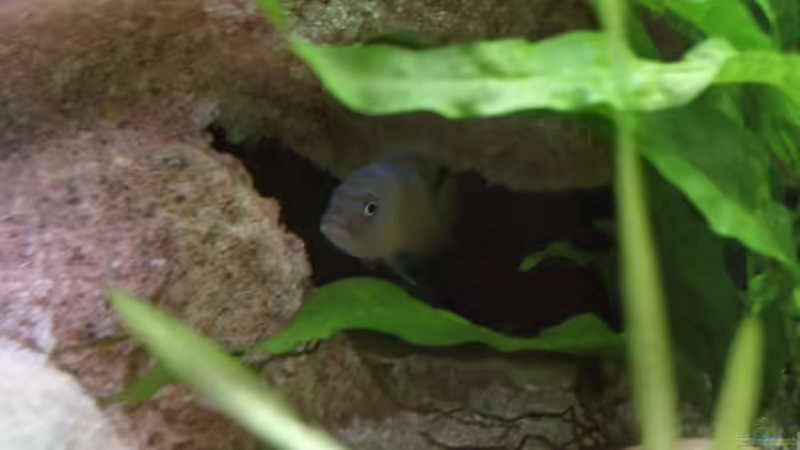 Der Mann im Haus von Thomas Rengier (8)