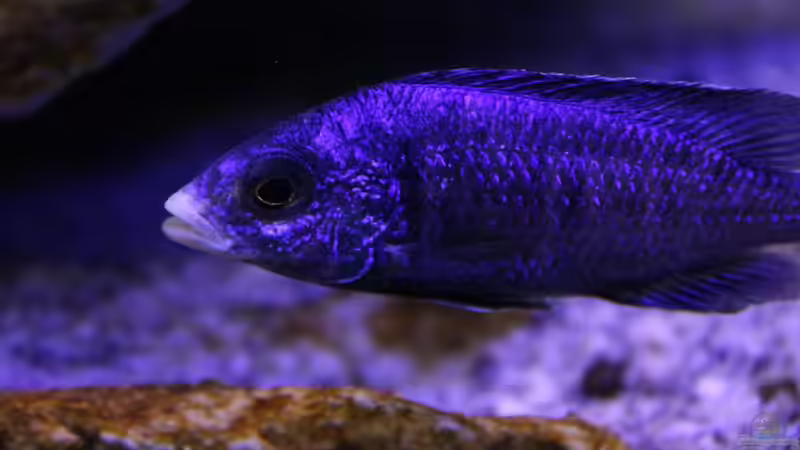 der Mdoka Mann ? von Cruiser Bruno (94)