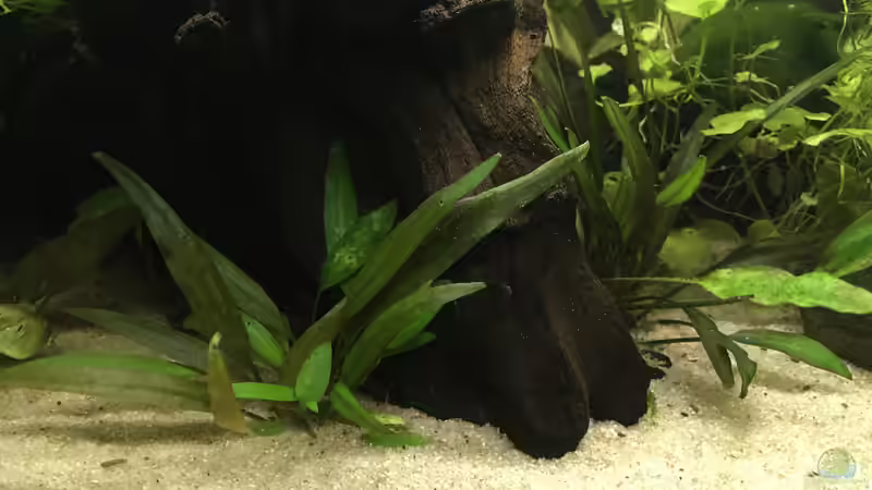Der mir unbekannte Wasserkelch - vielleicht weiß ja jemand um welche Art es sich handelt? von Maji (6)
