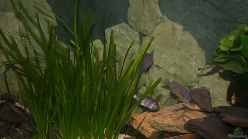 Der mitlere Teil des Beckens, hier und in den Valisnerien halten sich meine Placidochromis phenochilus Mdoka white lips gerne auf. von Phoenix_KM (3)