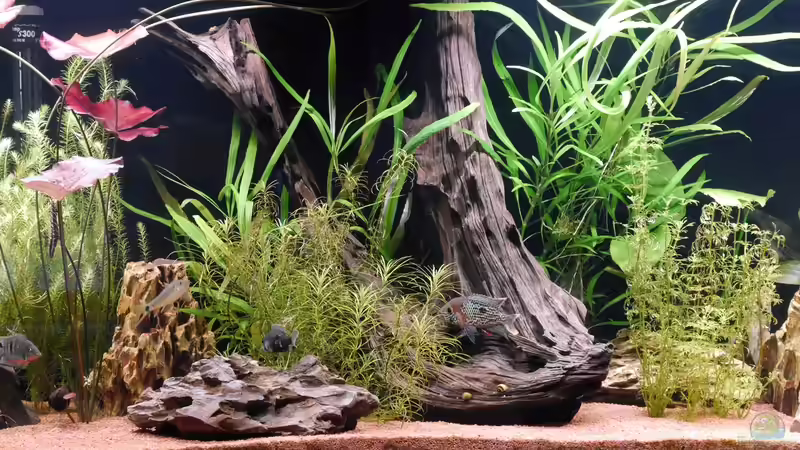 Der Mittelpunkt, mein absoluter Deko Favorit von Christof Engel (20)