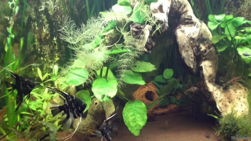 Der Mittelpunkt des Beckens wird dominiert von den großen Wurzeln. von ChrisW (2)