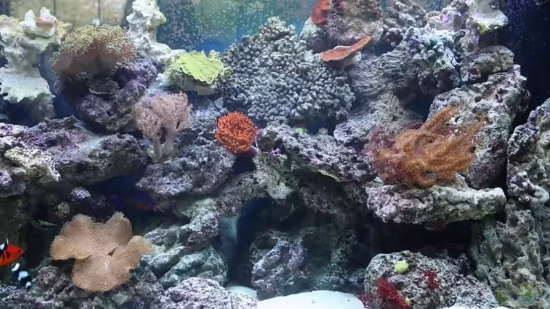 Der Mittelteil von Thorsten John (6)