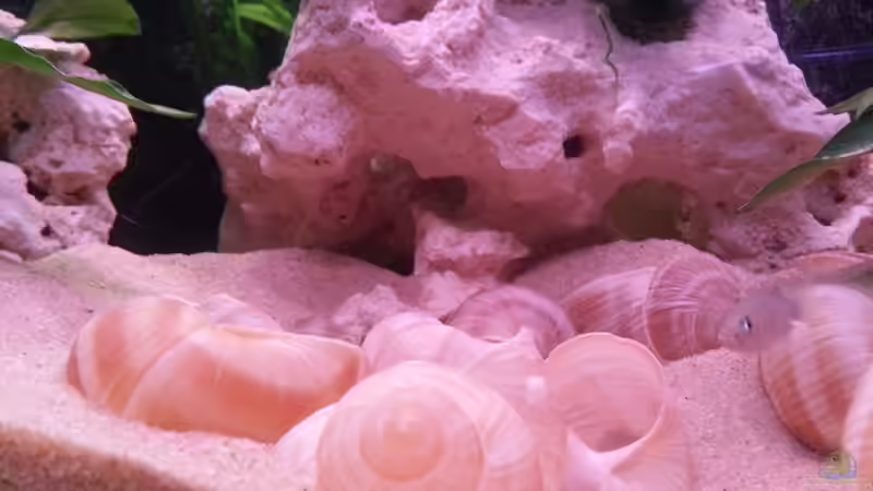 Der mittlere Beckenbereich von Daniel Kastner (25)