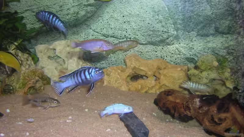 Der mittlere Teil meines Beckens. Rechts eine kleine Wurzel mit Ausströmer. von Mario Matthes (5)