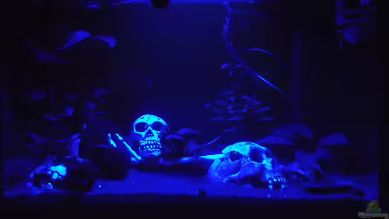 Der Mond ist aufgegangen :-) 04.02.2016 von Aquaristricks (4)