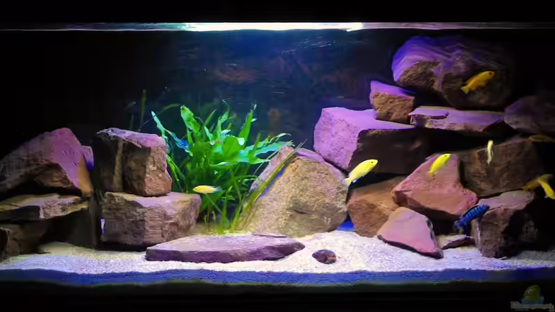 Der Mond ist aufgegangen von Duder Malawikus (2)