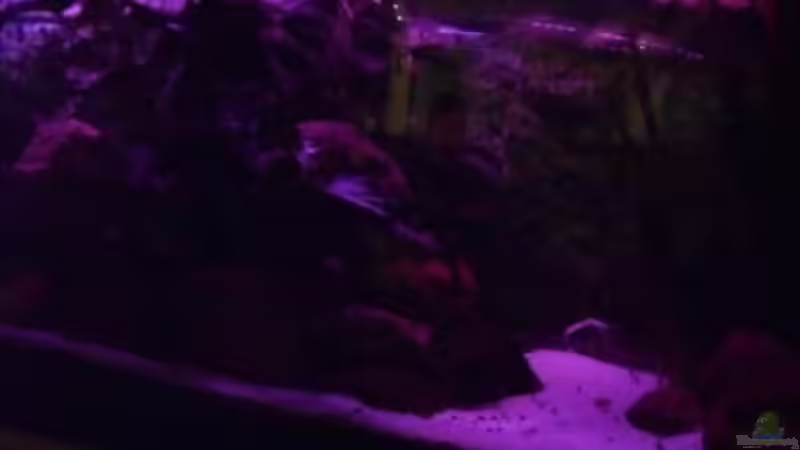 der mond scheint helle von delphin (12)