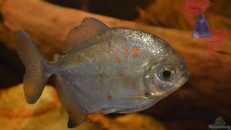 Der Mondscheibensalmler (Myloplus rubripinnis (luna)) - hier ein Weibchen. von GGuardiaNN (82)