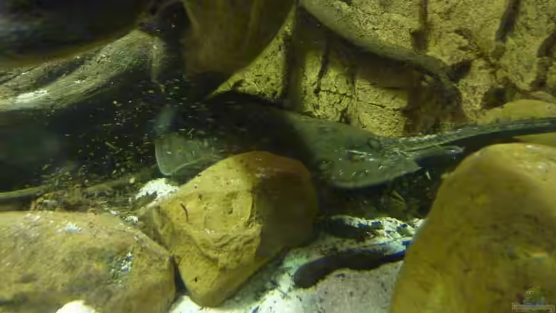 Der Motoro bei der Futtersuche...bis in den kleinsten Winkel. von aquazonica (20)