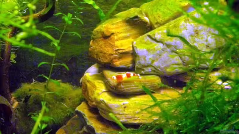 Der Mount Shrimpmoore -fehlt nur noch das Gipfelkreuz! von Caricciola (10)