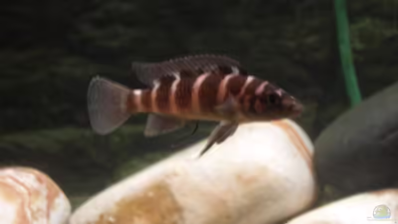 Der n. cylindricus ist schwer im Bild einzufangen. von mirimar (7)