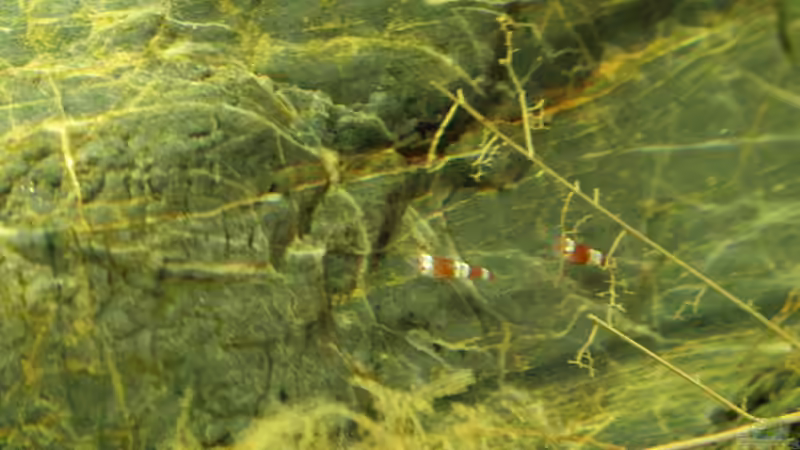 der Nachwuchs 2,5 - 3mm von SouthAmerica (69)